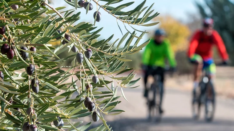 via verde del aceite cicloturismo jaen alquiler bicicletas