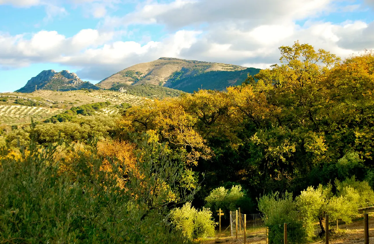 Bosque de la Bañizuela Torredelcampo que ver cicloturismo